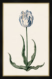 Study of a Blue Tulip I Petite