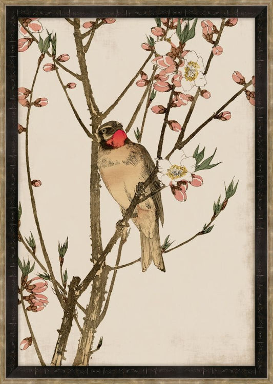 Ruby Throat and Peach Blossoms Petite
