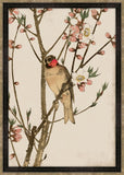 Ruby Throat and Peach Blossoms Petite