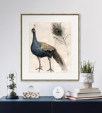 Watercolor Peacock Study