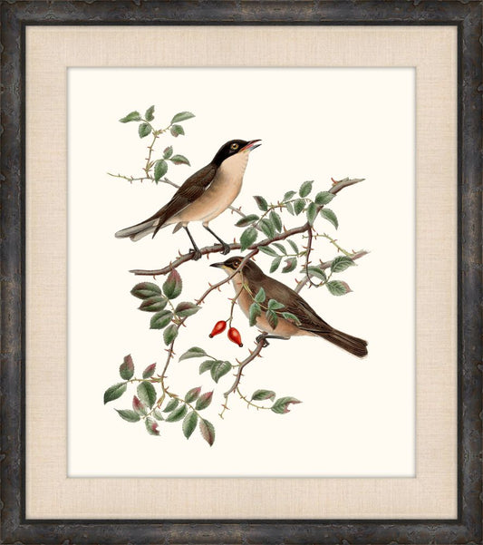 Gould's Songbirds I