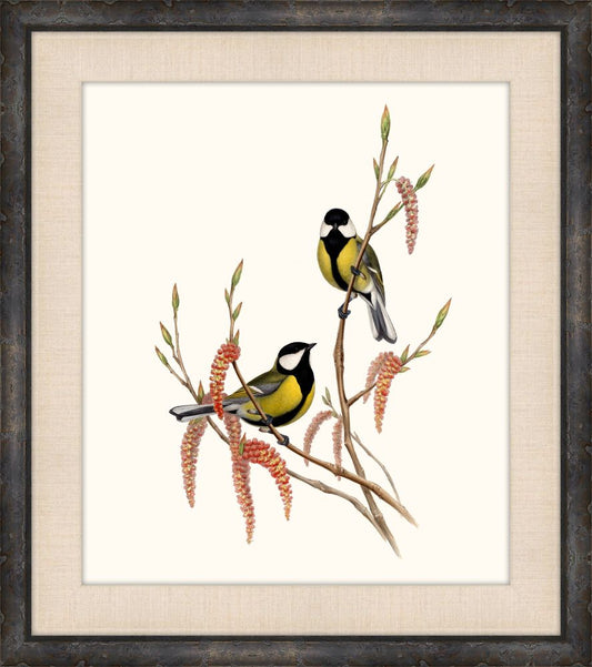 Gould's Songbirds II