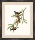 Gould's Songbirds III