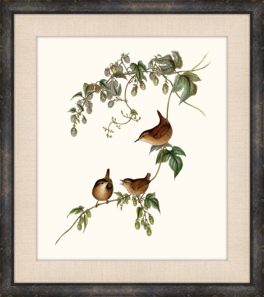 Gould's Songbirds IV