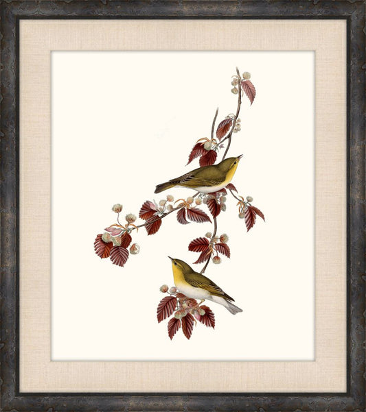 Gould's Songbirds VII