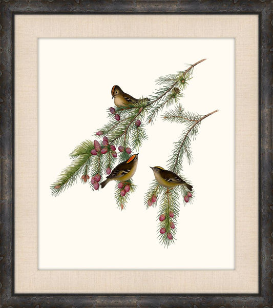 Gould's Songbirds IX