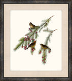 Gould's Songbirds IX