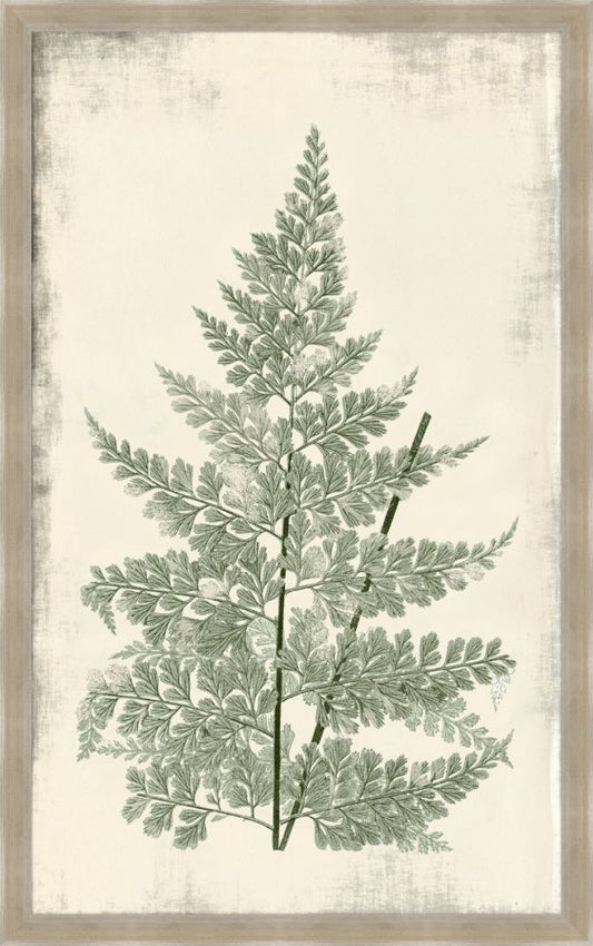 Long Fern in Cypress I