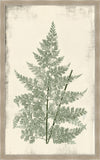Long Fern in Cypress I