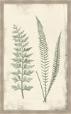 Long Fern in Cypress II