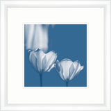 TRANSLUCENT TULIPS