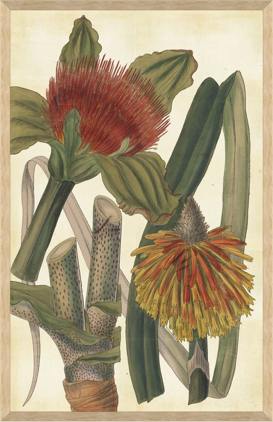 HAEMANTHUS