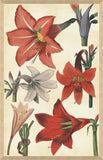 AMARYLLIS