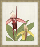 ORCHID I