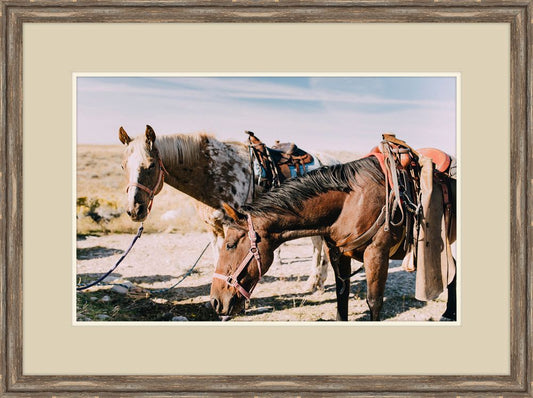 Two Saddle Horses II