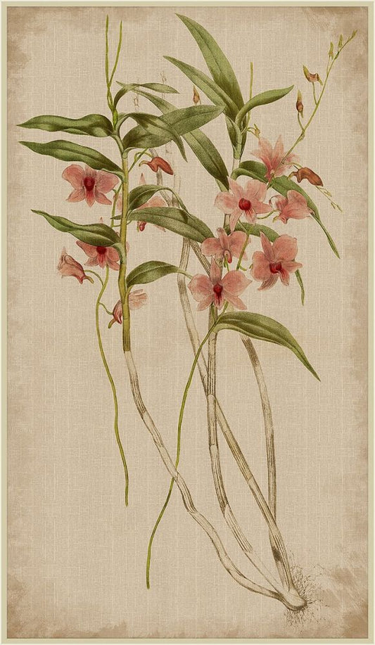 Orchid on Linen I