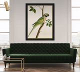 Green Parrot