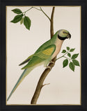 Green Parrot