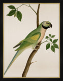 Green Parrot Petite