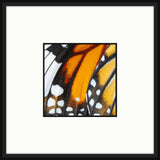 Butterfly Wings II