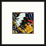Butterfly Wings IV