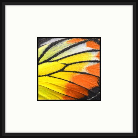 Butterfly Wings V