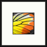 Butterfly Wings V