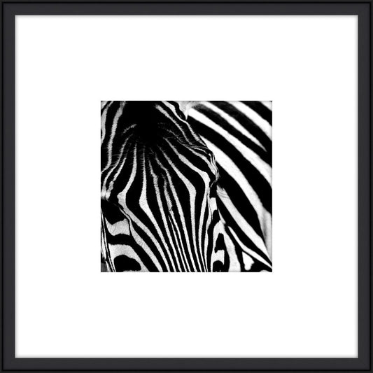 Zebra I