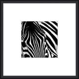 Zebra I