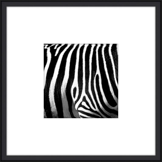 Zebra IV