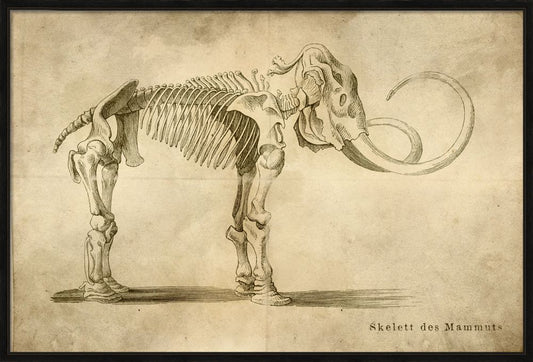 SKELETT DES MAMMUTS