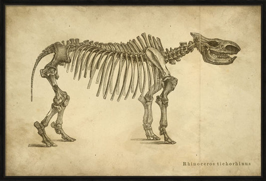 RHINOCEROS TICHORHINUS