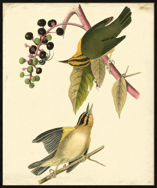 SWAMP WARBLER