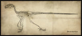 DEINONYCHUS