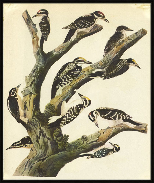 Audubon II