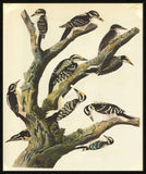 Audubon II