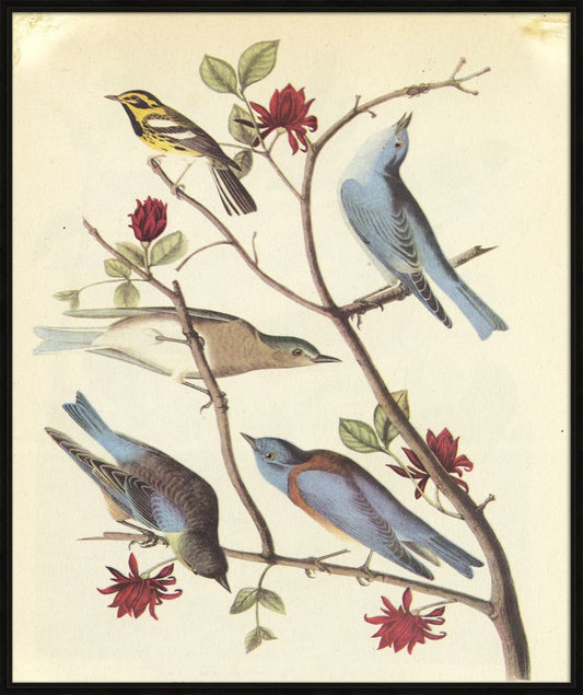 Audubon III