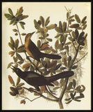 Audubon IV