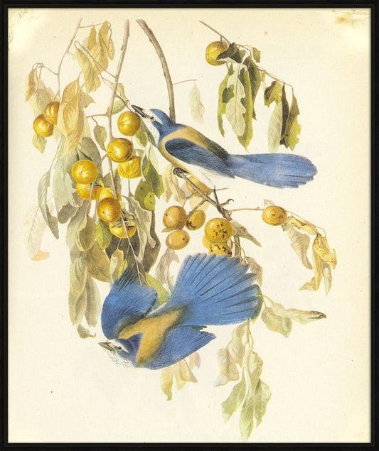 Audubon VII