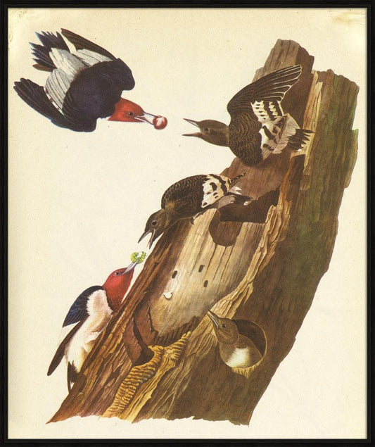 Audubon IX