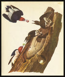 Audubon IX