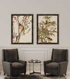 Peking Robin and Peonies