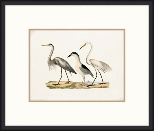 Coastal Birds I