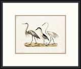 Coastal Birds I
