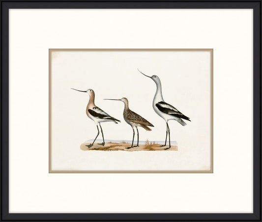 Coastal Birds II