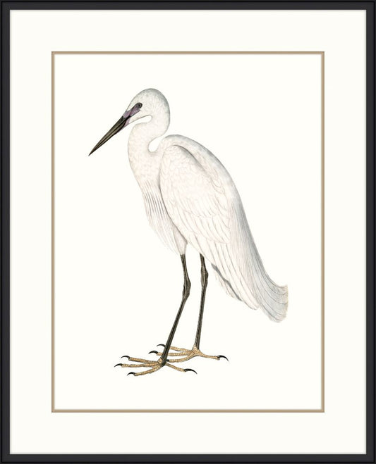 Indian White Heron