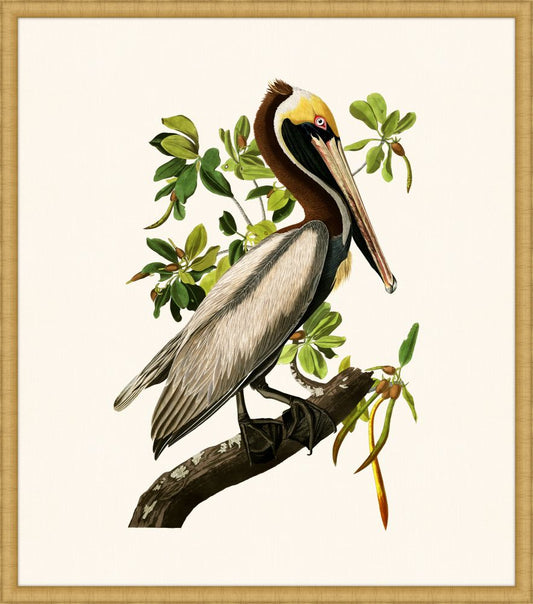 Audubon's Brown Pelican II in Gold
