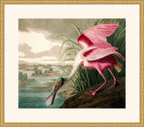 Audubon's Roseate Spoonbill in Gold