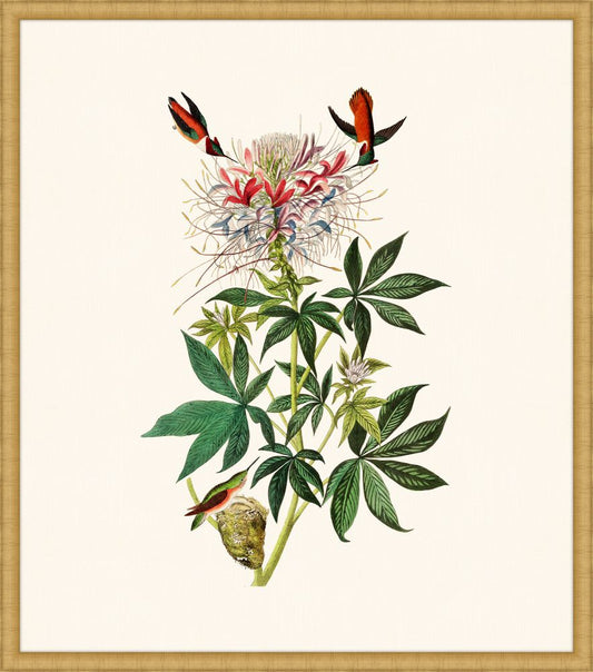 Audubon's Ruff-Necked Hummingbird in Gold