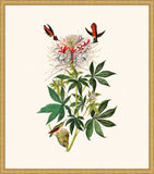Audubon's Ruff-Necked Hummingbird in Gold